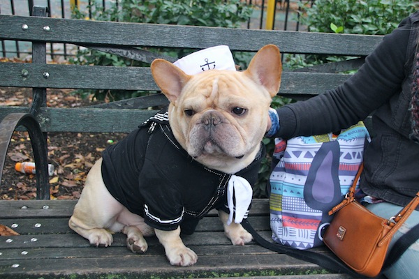 柴犬がTOP10入り!ニューヨーカーに人気のワンちゃん最新ランキング french bulldog