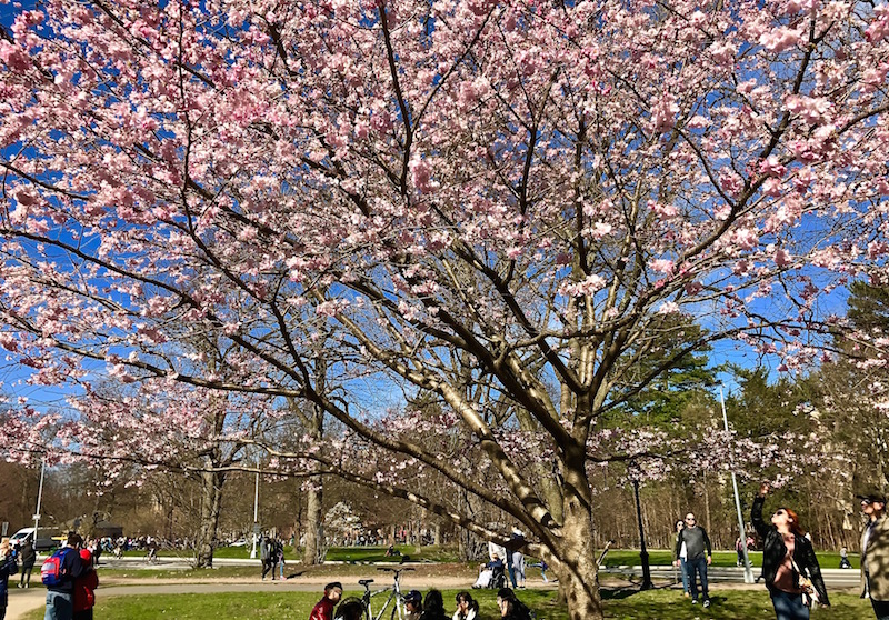 Prospect park