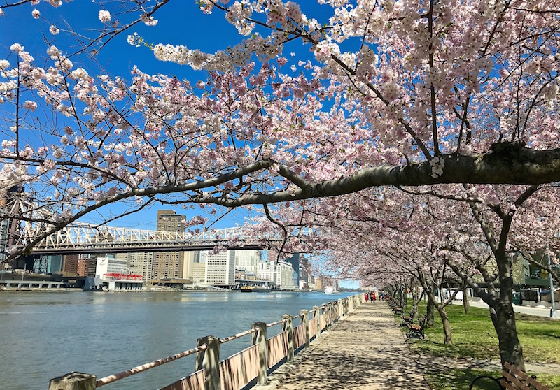 cherry-blossom-trees central park