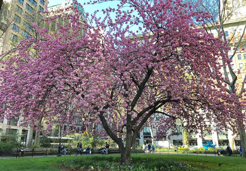Cherry Blossoms madison square park
