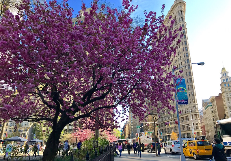 cherry blossom madison square park