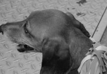 全米初 カリフォルニア州 ペットショップでの保護犬以外の販売を禁止 カリフォルニア州 ペットストア