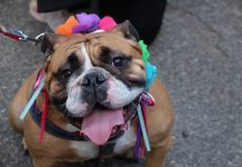 トンプキンススクエア・ハロウィンドッグパレードが復活 トンプキンス・スクエア・ハロウィン・ドッグ・パレード 犬 仮装大会