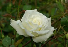 グラミー賞受賞式は、白いバラで#TimesUpをサポート グラミー賞 白いバラ