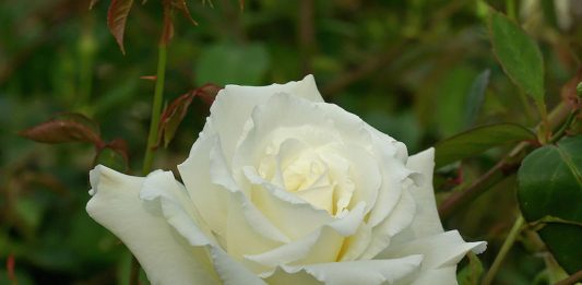 グラミー賞 白いバラ