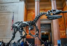 アメリカ自然史博物館 見どころ&チケットの買い方 アメリカ自然史博物館