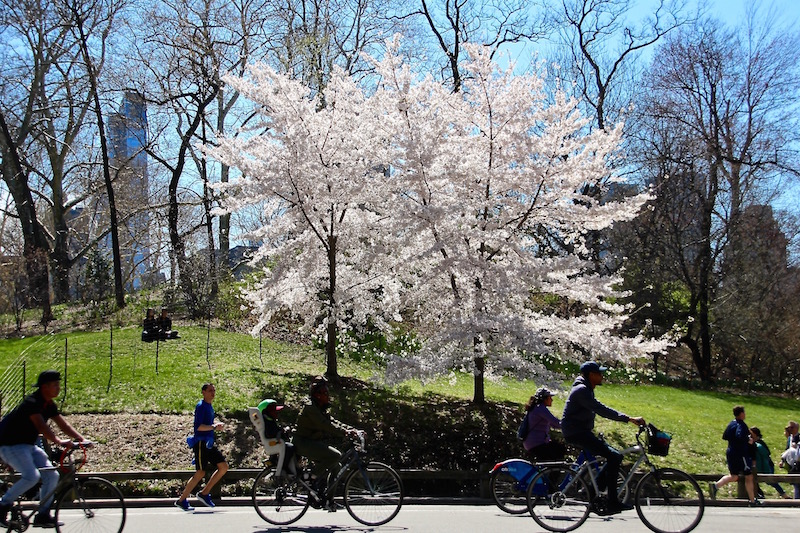 セントラルパーク 桜