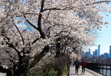 ニューヨーク・セントラルパークのお花見スポット セントラルパーク 花見