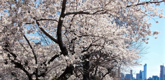 セントラルパーク 花見