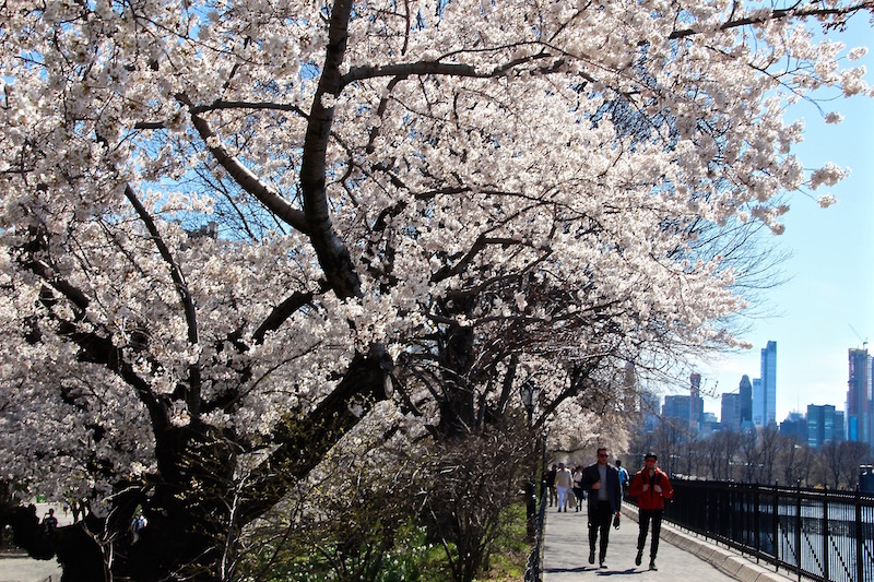 セントラルパーク 花見