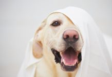 インスタで流行 ペット系チャレンジ「ホワット・ザ・フルッフ」って? ホワット・ザ・フルッフ