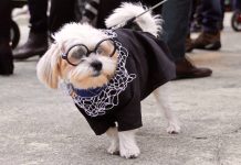 NYでワンちゃんのハロウィンパレード今週末開催 トンプキンススクエア・ハロウィンドッグパレード