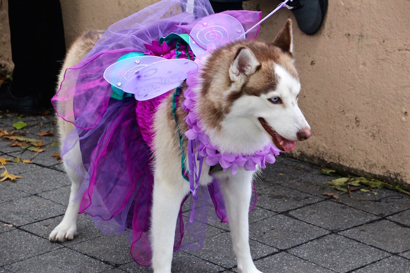 トンプキンススクエア・ハロウィンドッグパレード