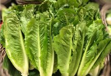 米CDC 大腸菌感染流行でロメインレタスの摂取中止を警告 ロメインレタス