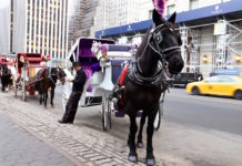 観光馬車の馬が路上で倒れる、1時間動けず セントラルパーク 馬車