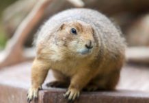 グラウンドホッグデー2019年 今年の春の到来は? groundhog