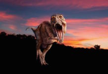 アメリカ自然史博物館 3月よりTレックスの展覧会開催 T. rex: The Ultimate Predator