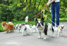 米国の人気犬種ランキング2018 NYで人気のワンちゃんは? Fenchbull