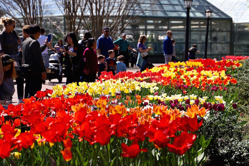 Brooklyn Botanic Garden