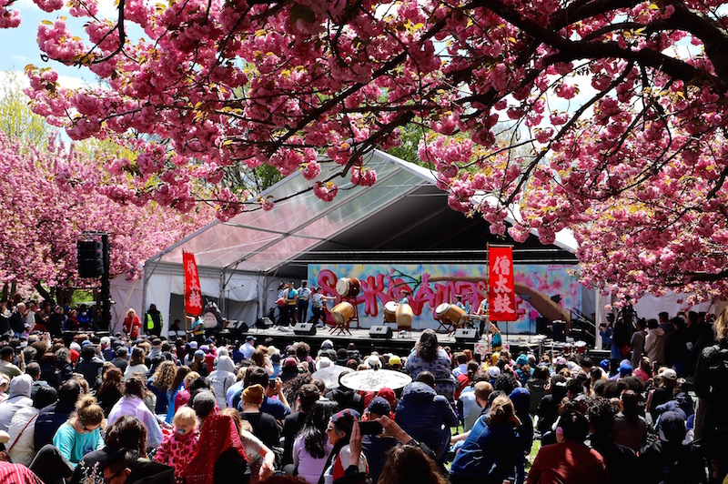 sakura matsuri 2019