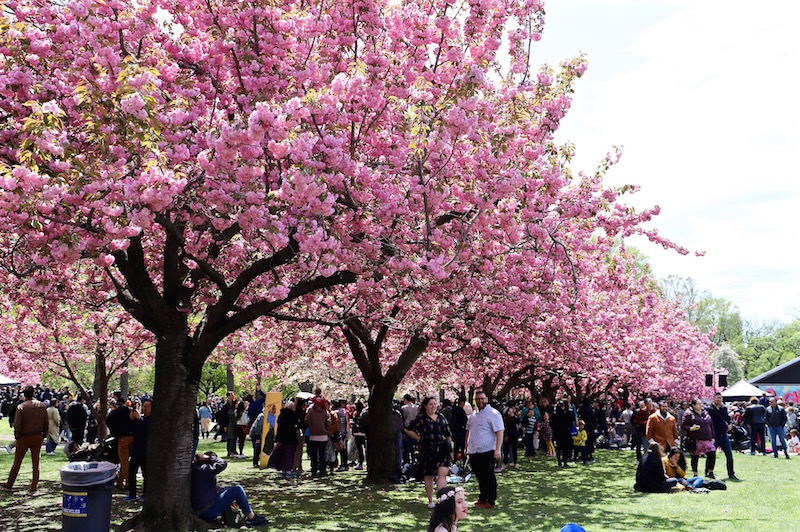 sakura matsuri 2019