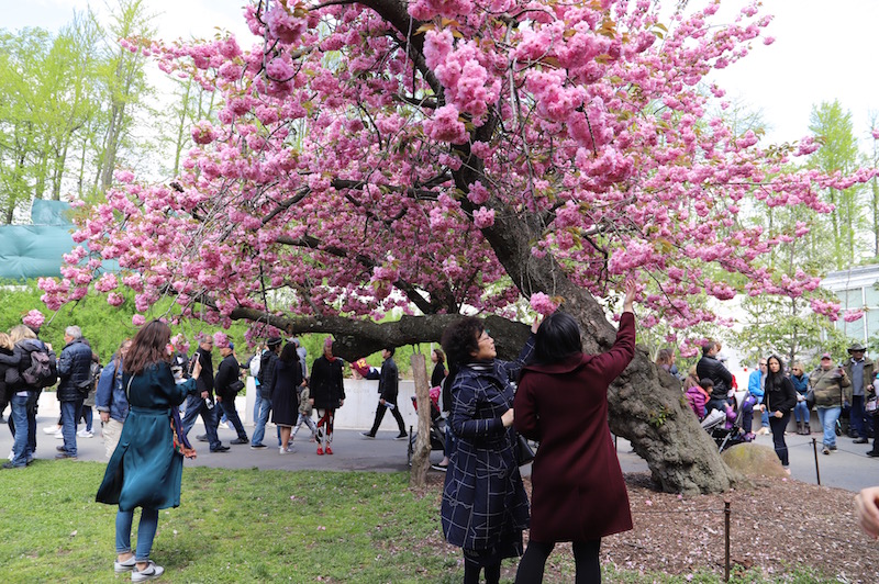 sakura matsuri 2019