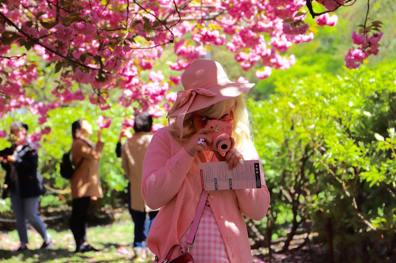 sakura matsuri 2019