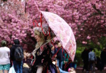 ブルックリン植物園桜祭り2019 写真 sakura matsuri 2019