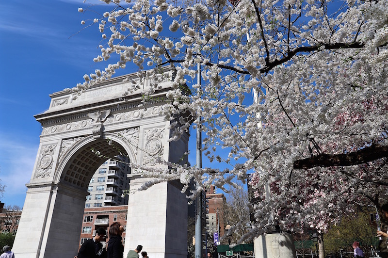 washington square park Cherry Blossom