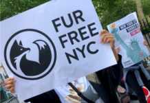 ニューヨーク市 毛皮販売禁止法案を巡り大論争 fur ban