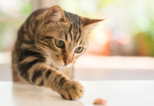 ニューヨーク州 猫の爪切除 禁止法案通過 cat