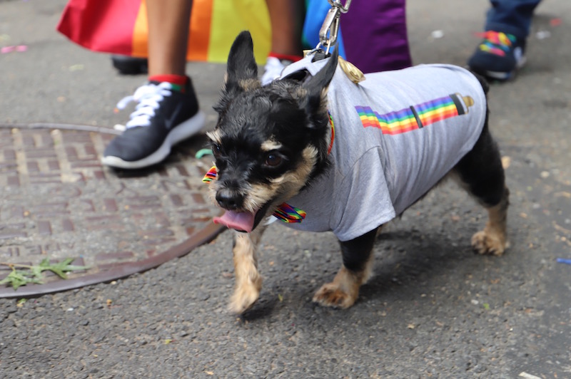 PRIDE PARADE NYC 2019 STONWALL50