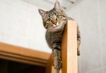 全米初 NY州で猫の爪切除禁止法が成立 cat