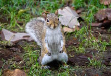 公園のリスに餌をあげないで!NY市保健局が警告 squirrels