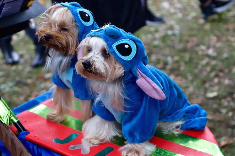 Tompkins Square Halloween Dog Parade