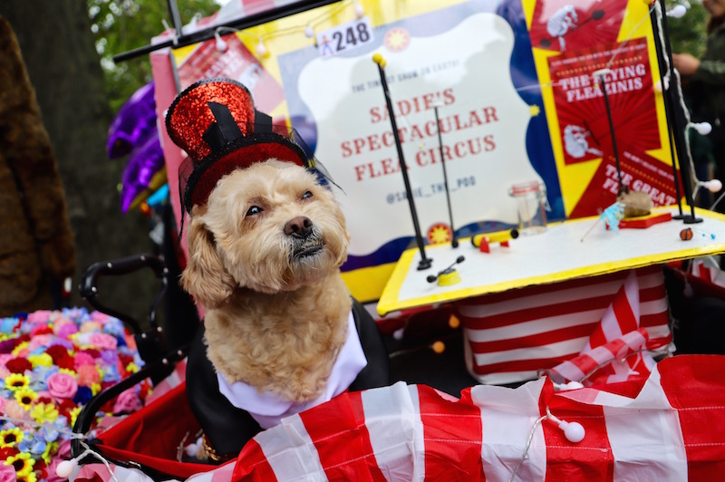 Tompkins Square Halloween Dog Parade