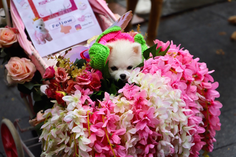 Tompkins Square Halloween Dog Parade