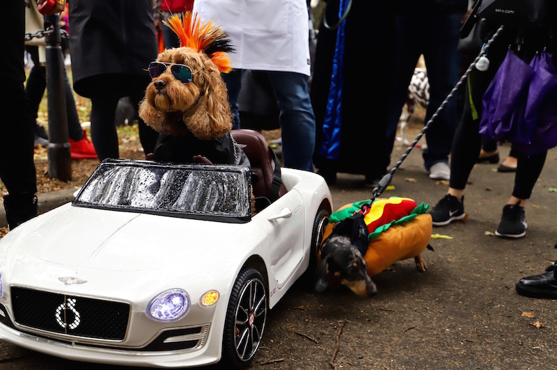 Tompkins Square Halloween Dog Parade