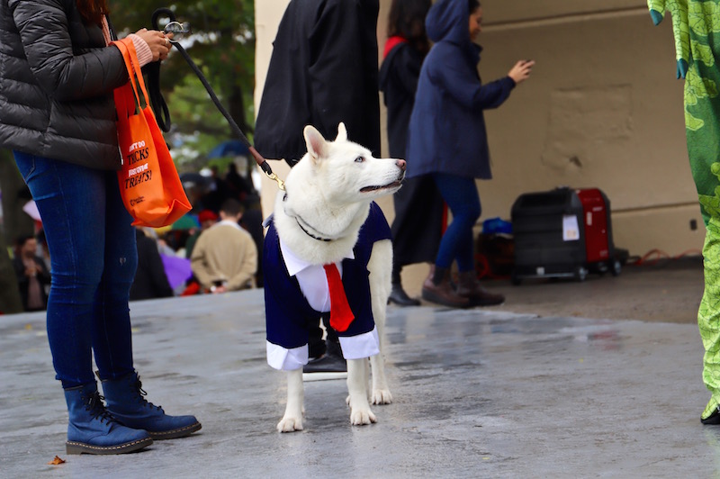 Tompkins Square Halloween Dog Parade