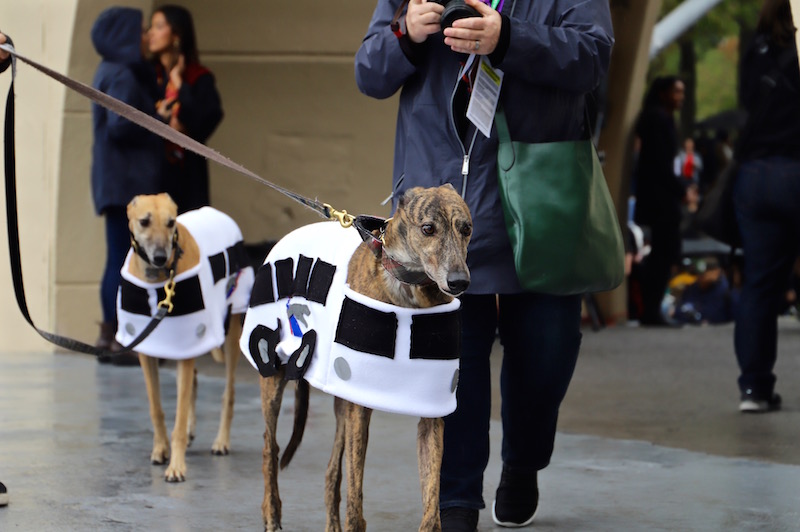 Tompkins Square Halloween Dog Parade