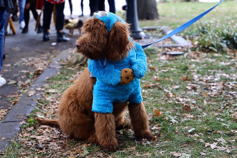 Tompkins Square Halloween Dog Parade