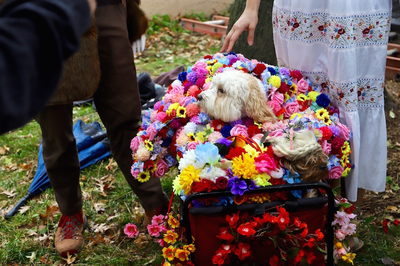 Tompkins Square Halloween Dog Parade