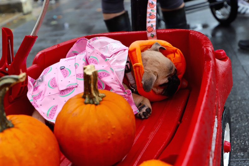Tompkins Square Halloween Dog Parade