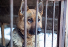 動物虐待を連邦犯罪へ。トランプ大統領が法案に署名 dog