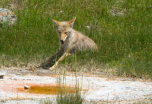 セントラルパークにコヨーテ。NY市警察が注意呼びかけ Coyote