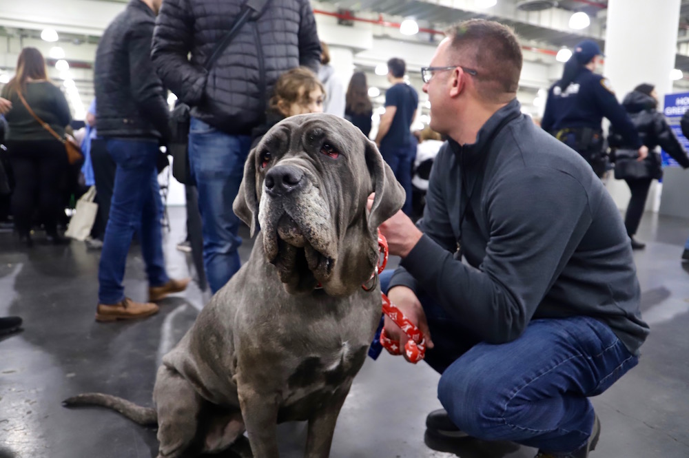 AKC Meet the Breeds