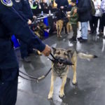 AKC Meet the Breeds