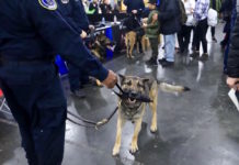 マリファナ合法化で警察犬が早期引退 そのワケとは? AKC Meet the Breeds
