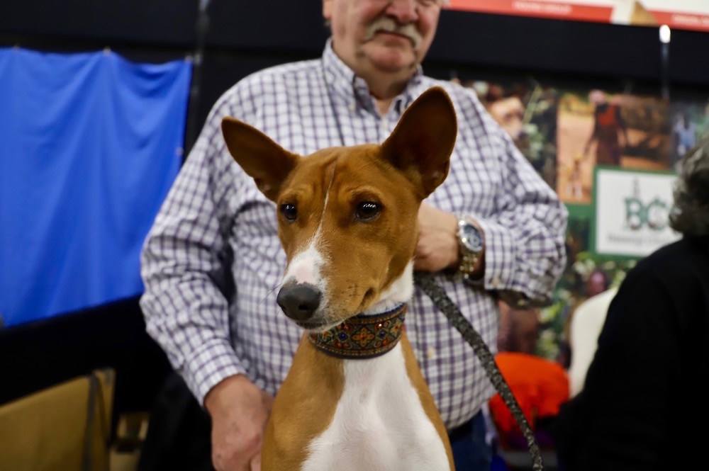 AKC Meet the Breeds