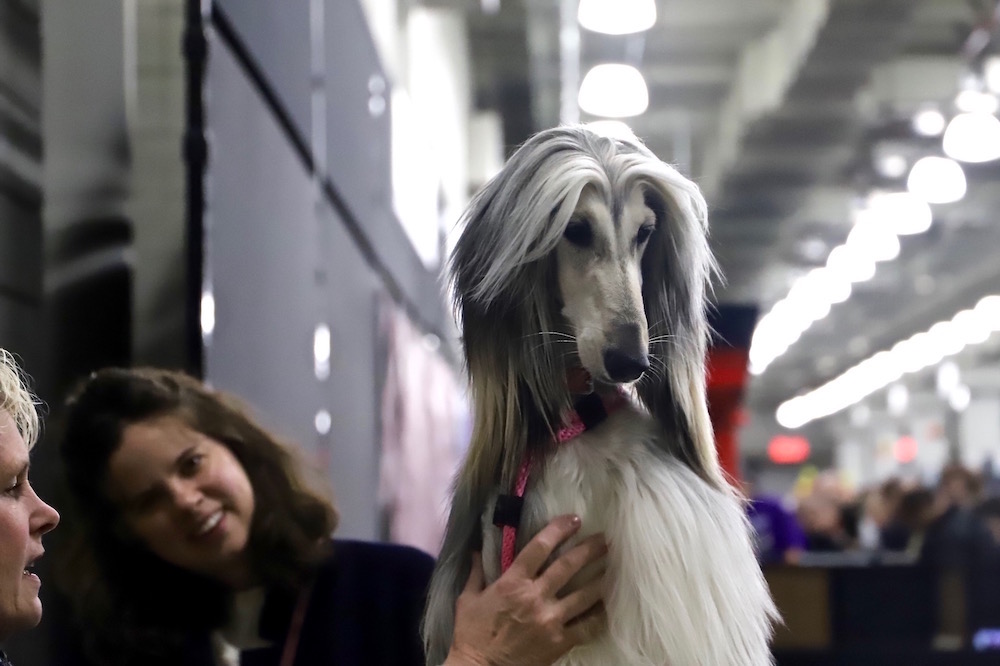 AKC Meet the Breeds